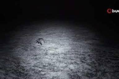 Ganos Dağları’nın gizli sakini! Yiyecek arayan porsuk fotokapana yakalandı