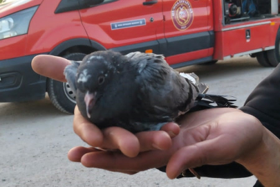 Halatla indiler, güvercini kurtardılar: Bursa’da ilginç olay!