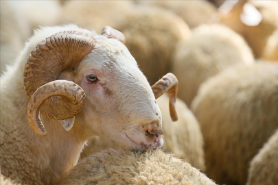 Vekaletle kurban bağışında 2026 tarifesi belli oldu: İşte yurt içi ve yurt dışı fiyatları