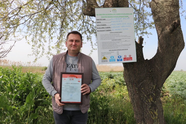 Bursa’da enginar üretimi örnek oldu: 165 dönüme ulaştı!-Bursa Hayat-3