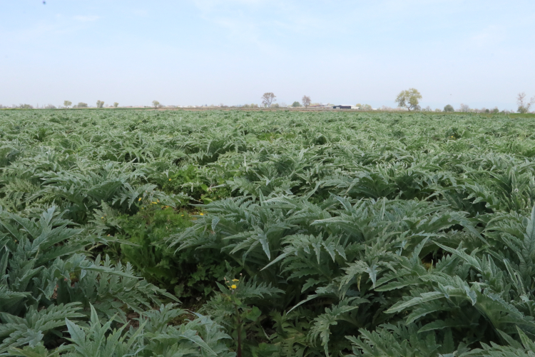Bursa’da enginar üretimi örnek oldu: 165 dönüme ulaştı!-Bursa Hayat-2