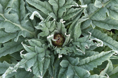 Bursa’da enginar üretimi örnek oldu: 165 dönüme ulaştı!