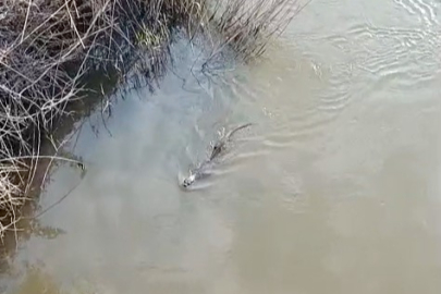 Bursa'da heyecan yaratan misafir!