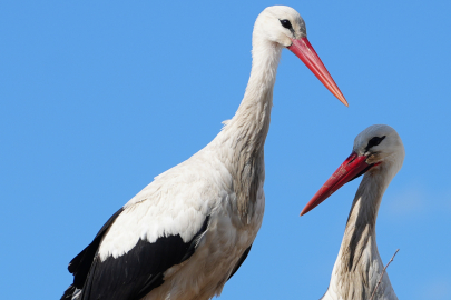 Kırıkkale’nin sadık misafirleri! Rüzgar ve Nergis 4. yılda da aynı yuvada