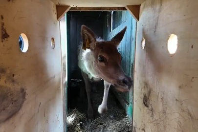 Kızıl Geyik popülasyonunu artırma hamlesi