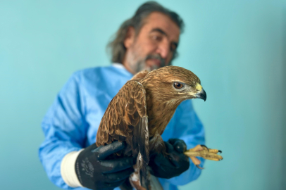 Yaban hayvanları için rehabilitasyon seferberliği