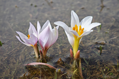 Çiğdemler Güzeldere Vadisi’ni renklendirdi