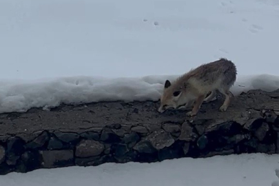 Erzurum'da yürek ısıtan görüntüler! Bahçeye gelen tilkiyi elleriyle besledi