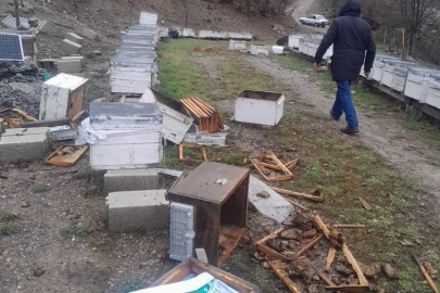 Tunceli'de arıcıların zor anları! Ayı 20 kovanı telef etti