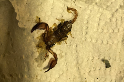 Bursa’da akrebin soktuğu kadın hastanelik oldu!