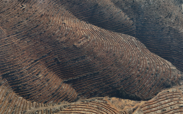 Bursa’da Harmancık ve Orhaneli ormanları küllerinden doğuyor! Bursa Hayat-2