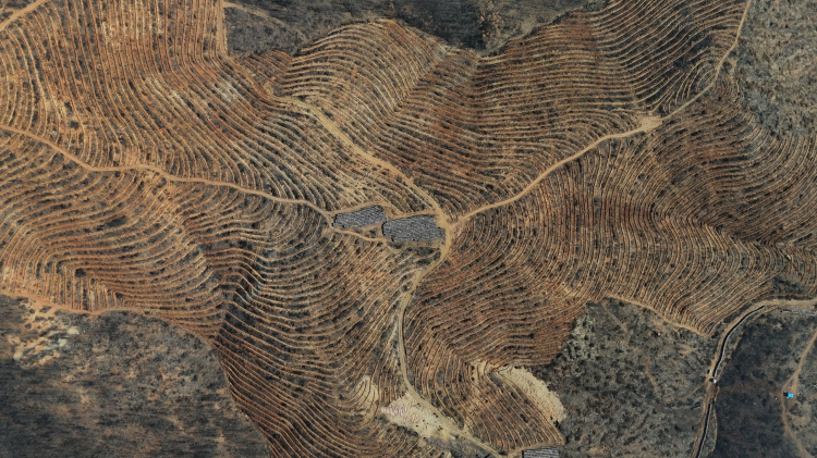 Bursa’da Harmancık ve Orhaneli ormanları küllerinden doğuyor! Bursa Hayat-3