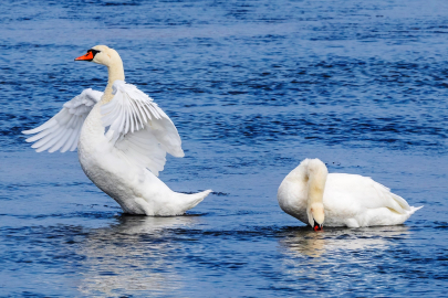 Savcının objektifinden yaban hayatı