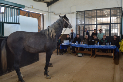 TİGEM’in elit tayları seçildi: Türk atçılığına 353 yeni yıldız
