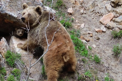 Tunceli'de ayı ve yavrusu dron ile görüntülendi