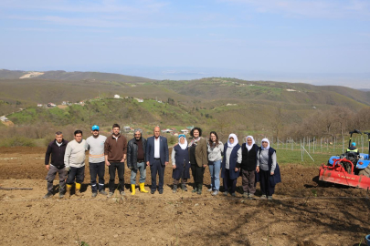 Nilüfer’de dağlık araziler böğürtlen bahçesine dönüştü!