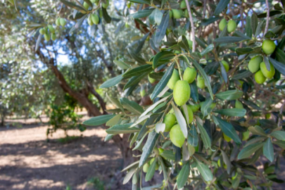 Bursa’da zeytin üretiminde su tartışması büyüyor