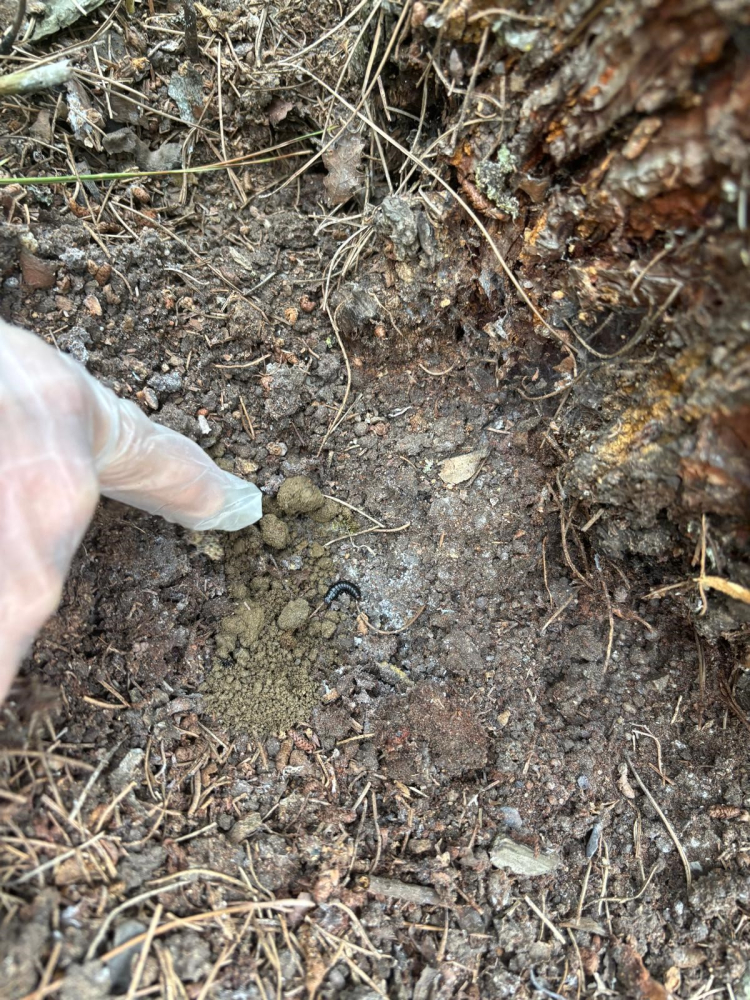 Bursa’da çamkese böceğine karşı biyolojik seferberlik!-Bursa Hayat-3