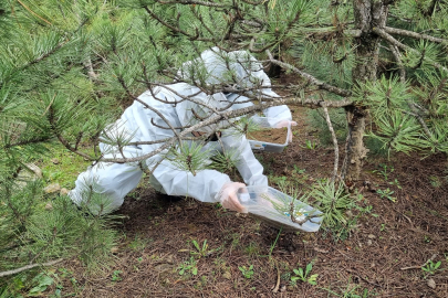 Bursa’da çamkese böceğine karşı biyolojik seferberlik!