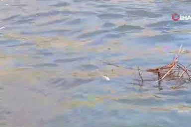 Dicle Nehri'nde balık ölümleri tedirgin etti
