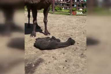 Ormanya'da doğan yavru deve için renkli kutlama