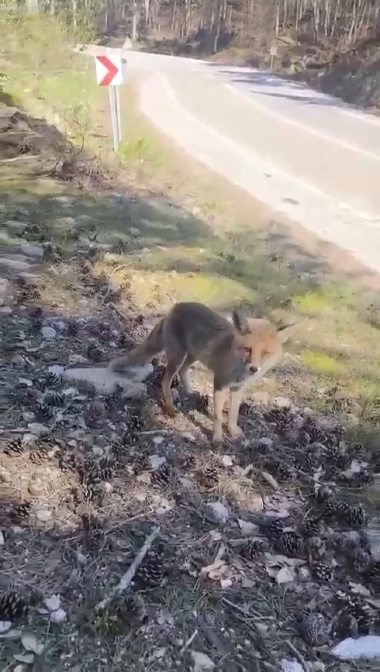 Bursa'da tilkiler şehre indi - Bursa Hayat-3