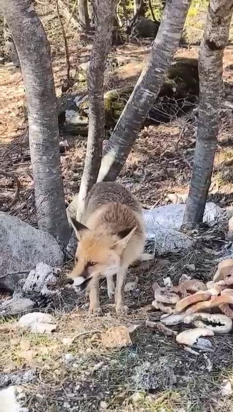Bursa'da tilkiler şehre indi - Bursa Hayat-2