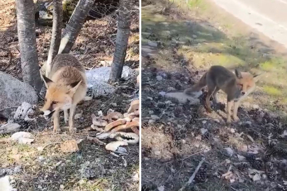 Bursa'da tilkiler şehre indi