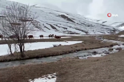 Ardahan’da uzayan kış besicileri zorluyor!