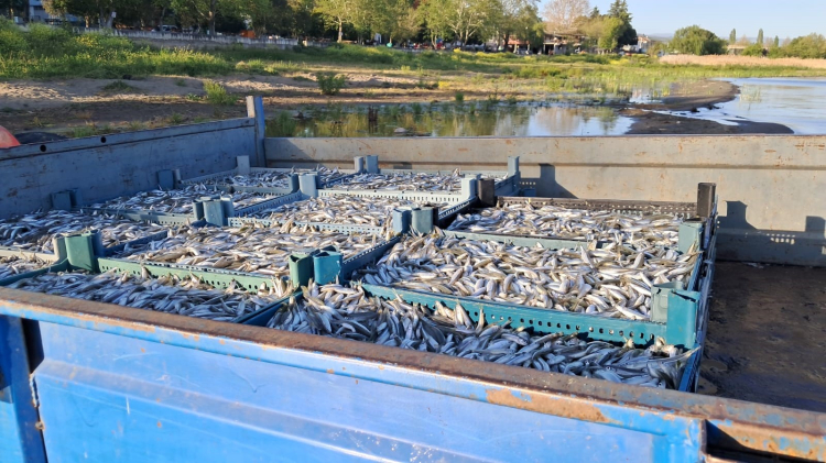 İznik Gölü’nde bereketli sezon başladı - Bursa Hayat - 2