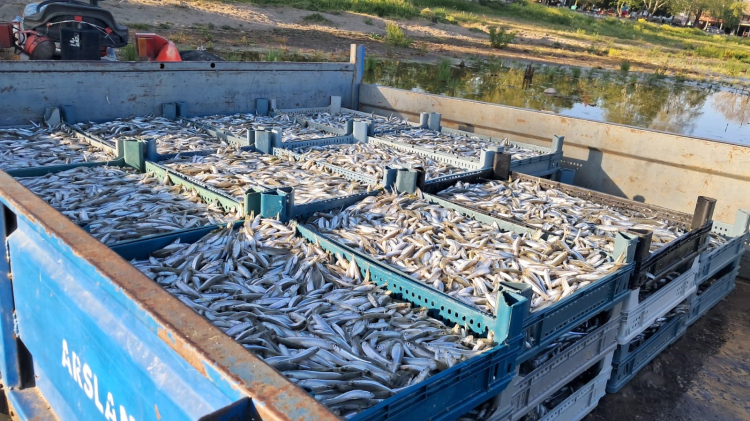İznik Gölü’nde bereketli sezon başladı - Bursa Hayat - 3
