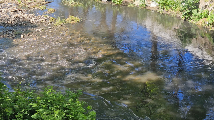 Orhangazi’den Gemlik’e uzanan Karsak Deresi can çekişiyor!-Bursa Hayat-2