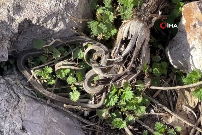  “Yılan Adası”nı andıran manzara!