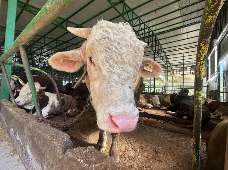 Deveden bile daha ağır! Bursa’da uygun fiyatlı kurbanlık satışı -Bursa Hayat-2