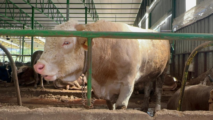 Deveden bile daha ağır! Bursa’da uygun fiyatlı kurbanlık satışı -Bursa Hayat-3