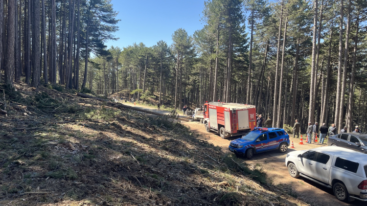 Bursa'da kesilen ağaç can aldı! - Bursa Hayat - 2