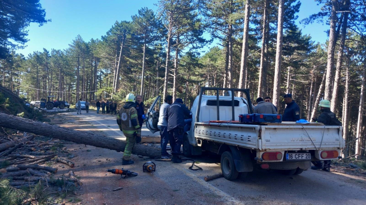 Bursa'da kesilen ağaç can aldı! - Bursa Hayat - 4