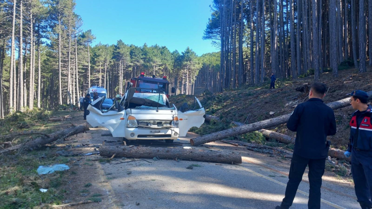 Bursa'da kesilen ağaç can aldı! - Bursa Hayat - 5