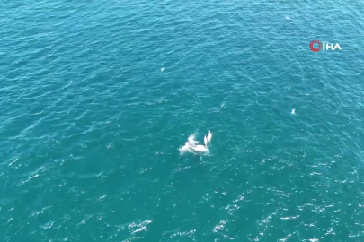 İstanbul Boğazı’nda yunusların dansı büyüledi!