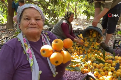 Mersin’de sarı altın hasadı başladı