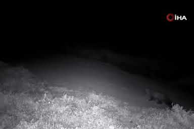 Doğal yaşamın izleri fotokapanlara yansıdı