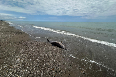 Karadeniz kıyısında endişelendiren manzara