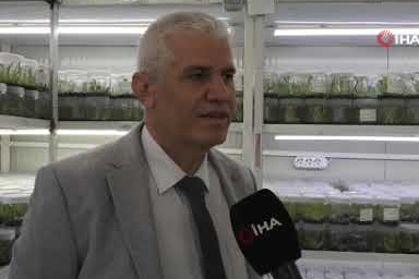 Doğada toplanması yasak olan bitki doku kültürüyle çoğaltılıyor