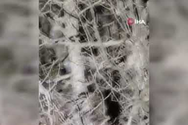 Koruma altında bulunan ‘vaşak’ Tunceli’de görüldü