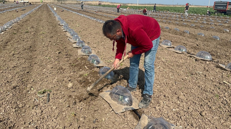 Karacabey Ovası’nda turfanda karpuz mesaisi-Bursa Hayat-3