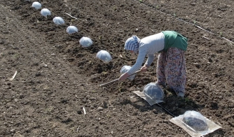 Karacabey Ovası’nda turfanda karpuz mesaisi-Bursa Hayat-2