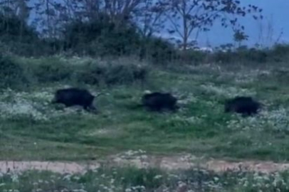 Bursa’da tedirgin eden görüntü: Domuz sürüsü yerleşim yerine yaklaştı