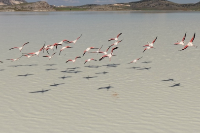 Flamingoların geri geldiği Yarışlı Gölü yeniden kuş cennetine döndü