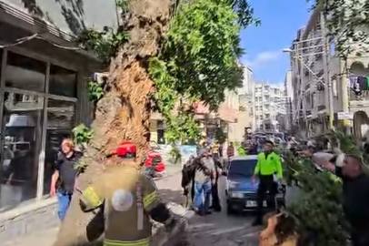 Bursa’da araçların üzerine ağaç devrildi!