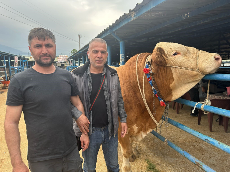 Bursa’da 1 ton 200 kiloluk “Bayram” görücüye çıktı - Bursa Hayat - 3